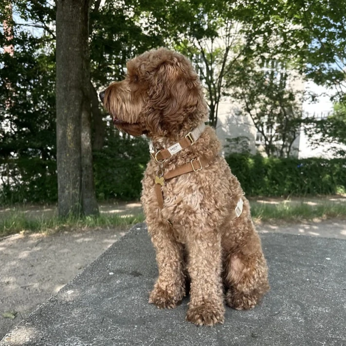 Drew’s Dogwear Cortado obojek pro psa béžovo hnědý