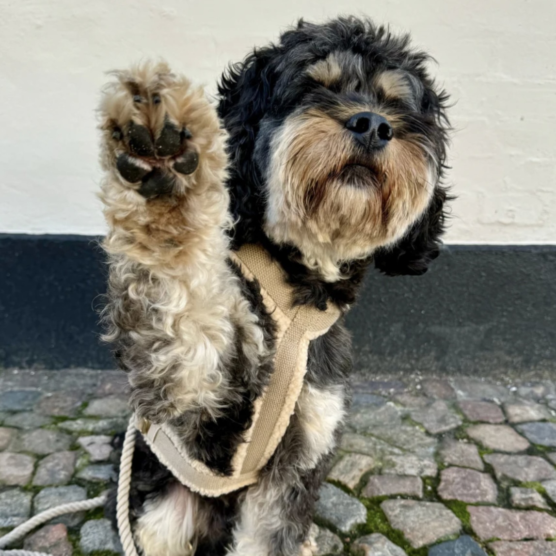 Drew’s Dogwear Postroj pro psa Teddy béžový
