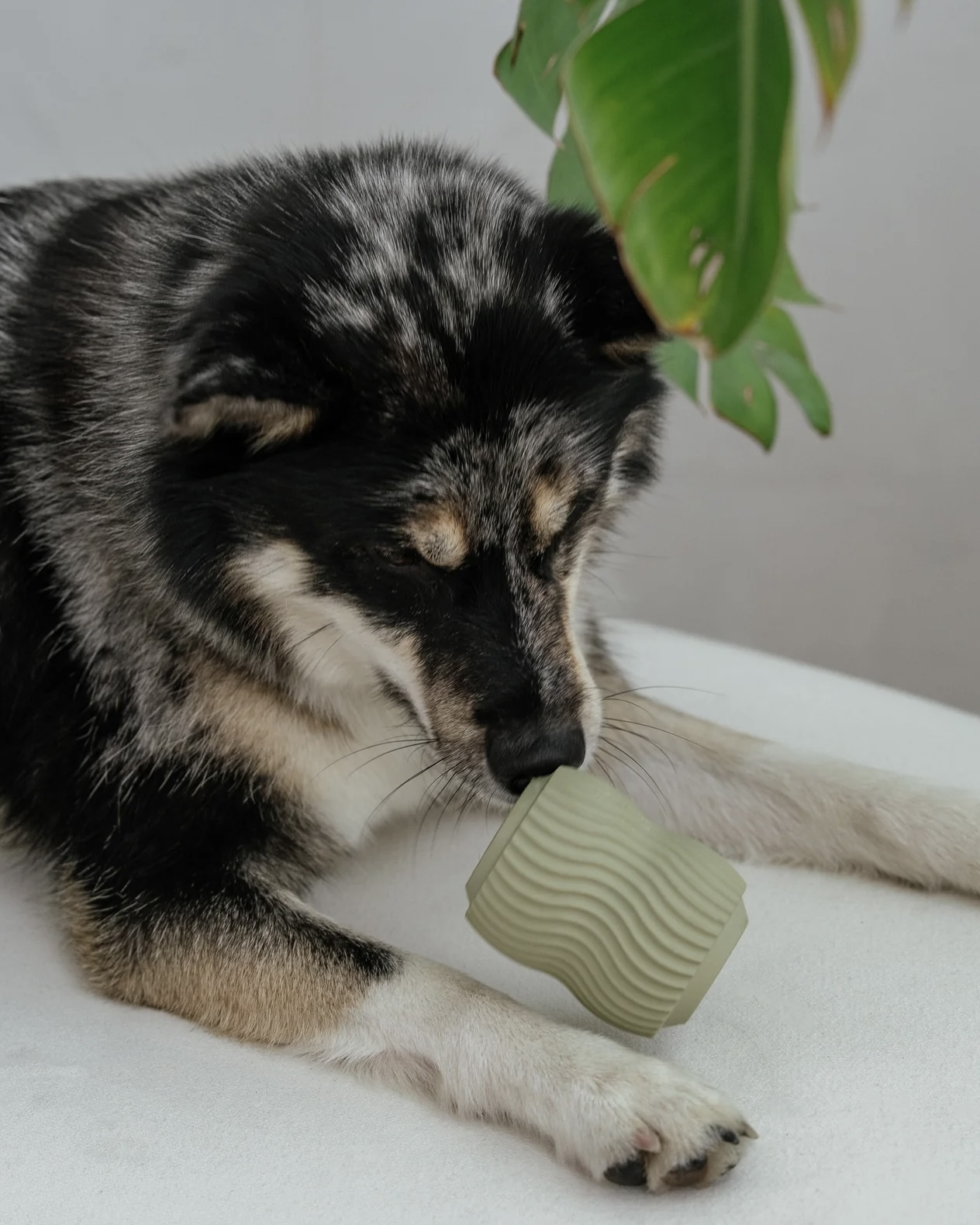dexypaws Odolná plnící hračka pro psy zelená