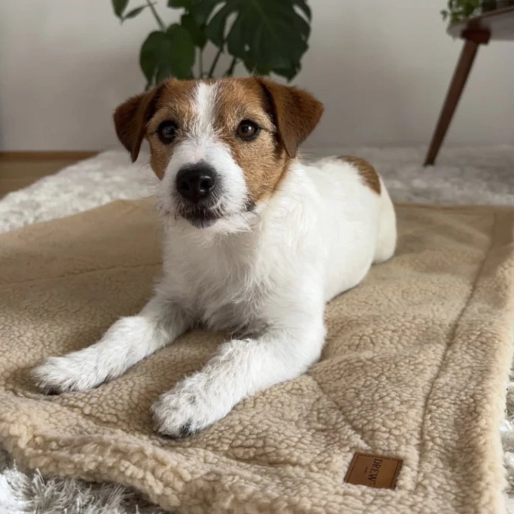 Drew’s Dogwear Měkká deka pro psy teddy fleece