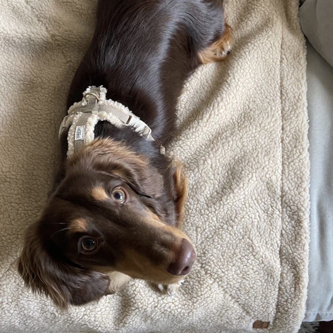 Drew’s Dogwear Postroj pro psa Teddy béžový