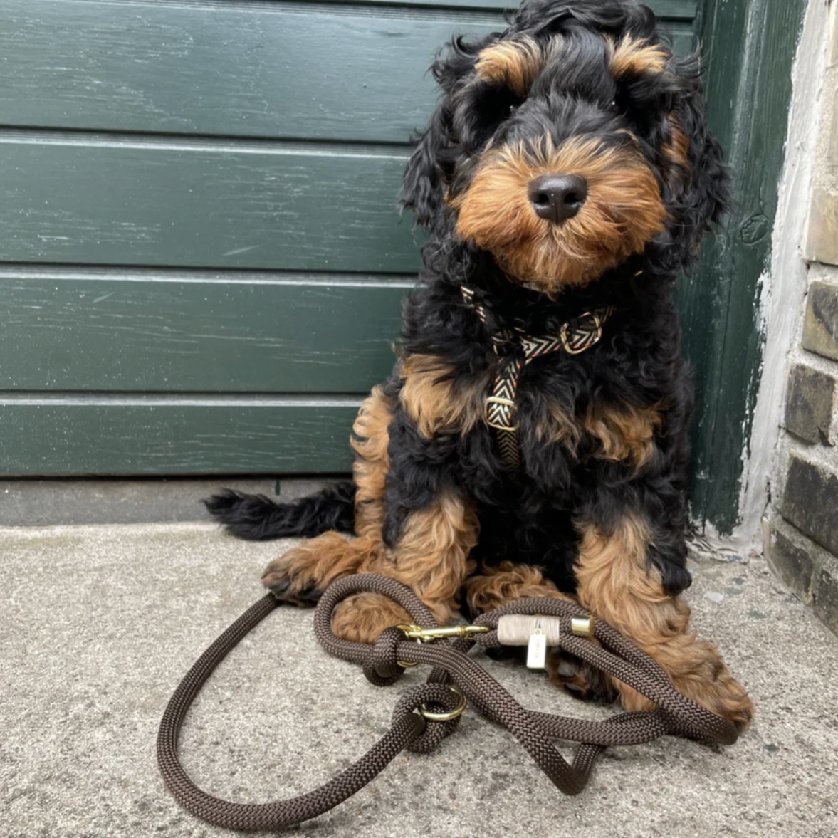 Drew’s Dogwear Vodítko pro psy espresso brown