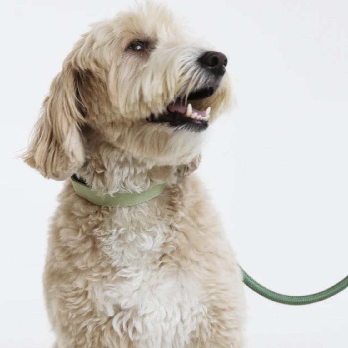 Furlou Obojek pro psa sage green