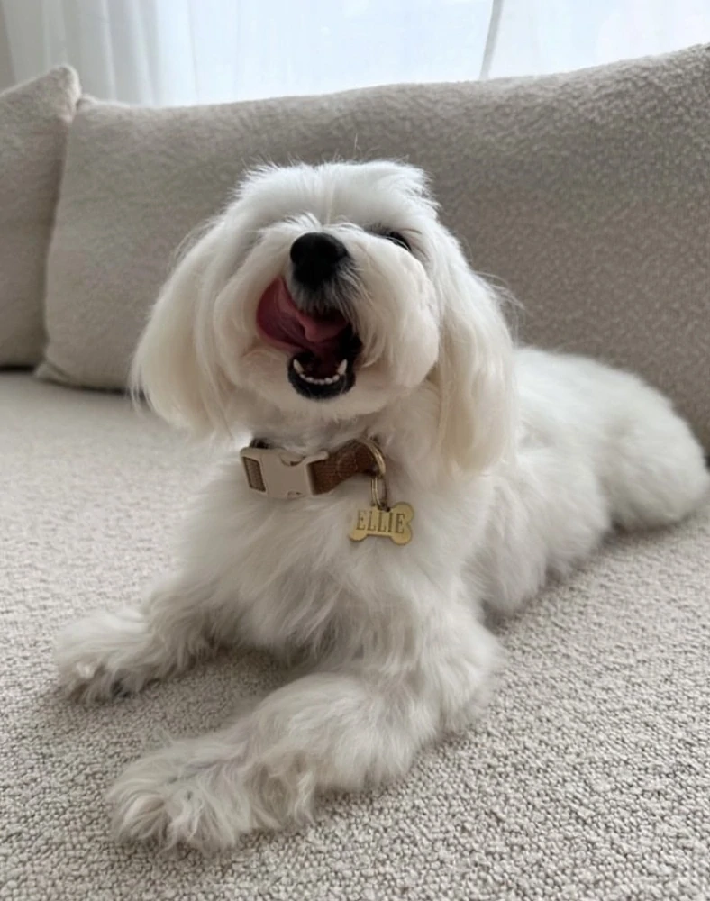 Drew’s Dogwear Cortado obojek pro psa béžovo hnědý