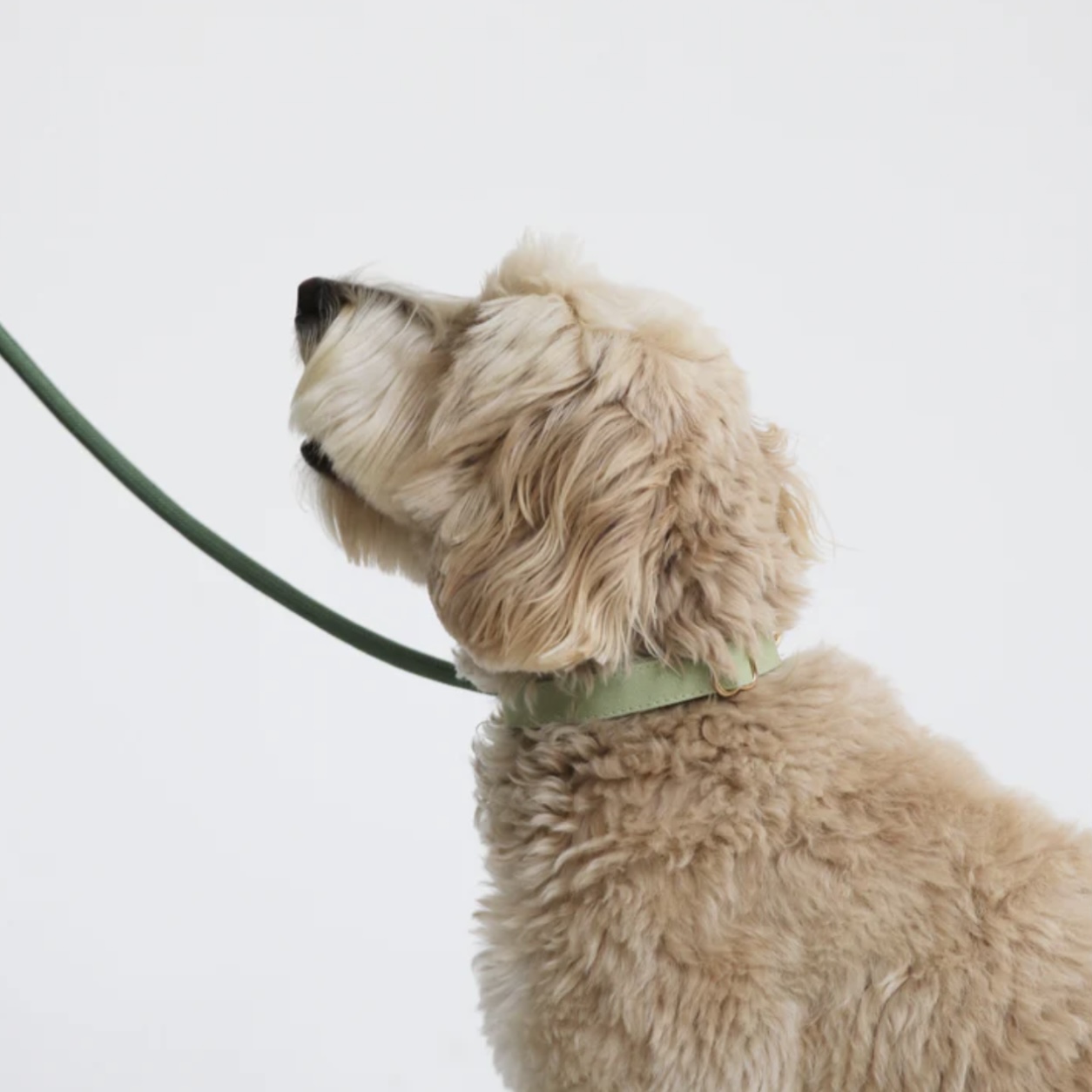 Furlou Obojek pro psa sage green