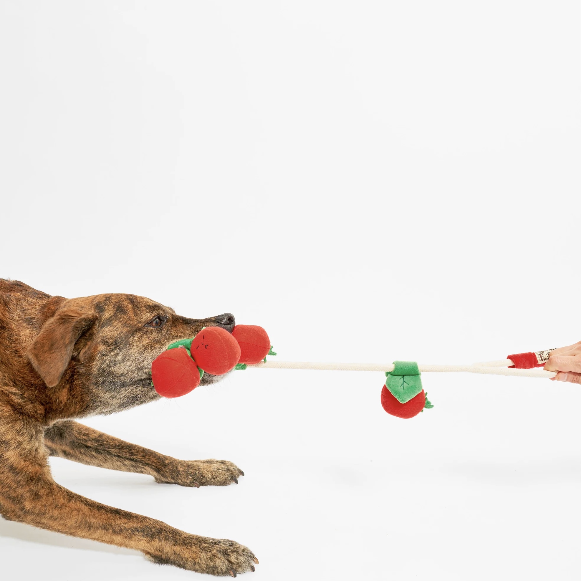 Furryfolks Interaktivní a provazová hračka pro psy Cherry rajčátka