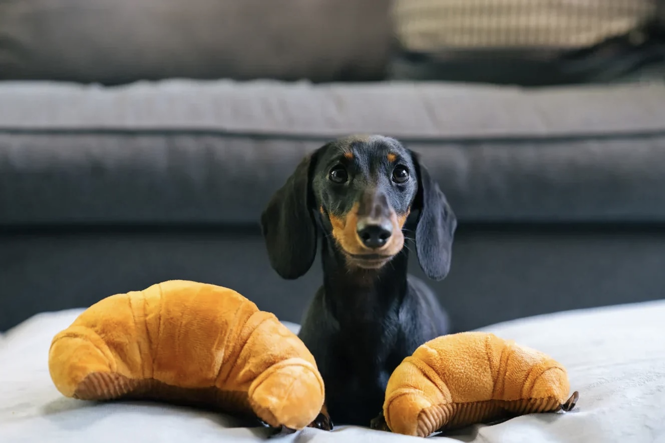 P.L.A.Y. Hračka pro psy Croissant