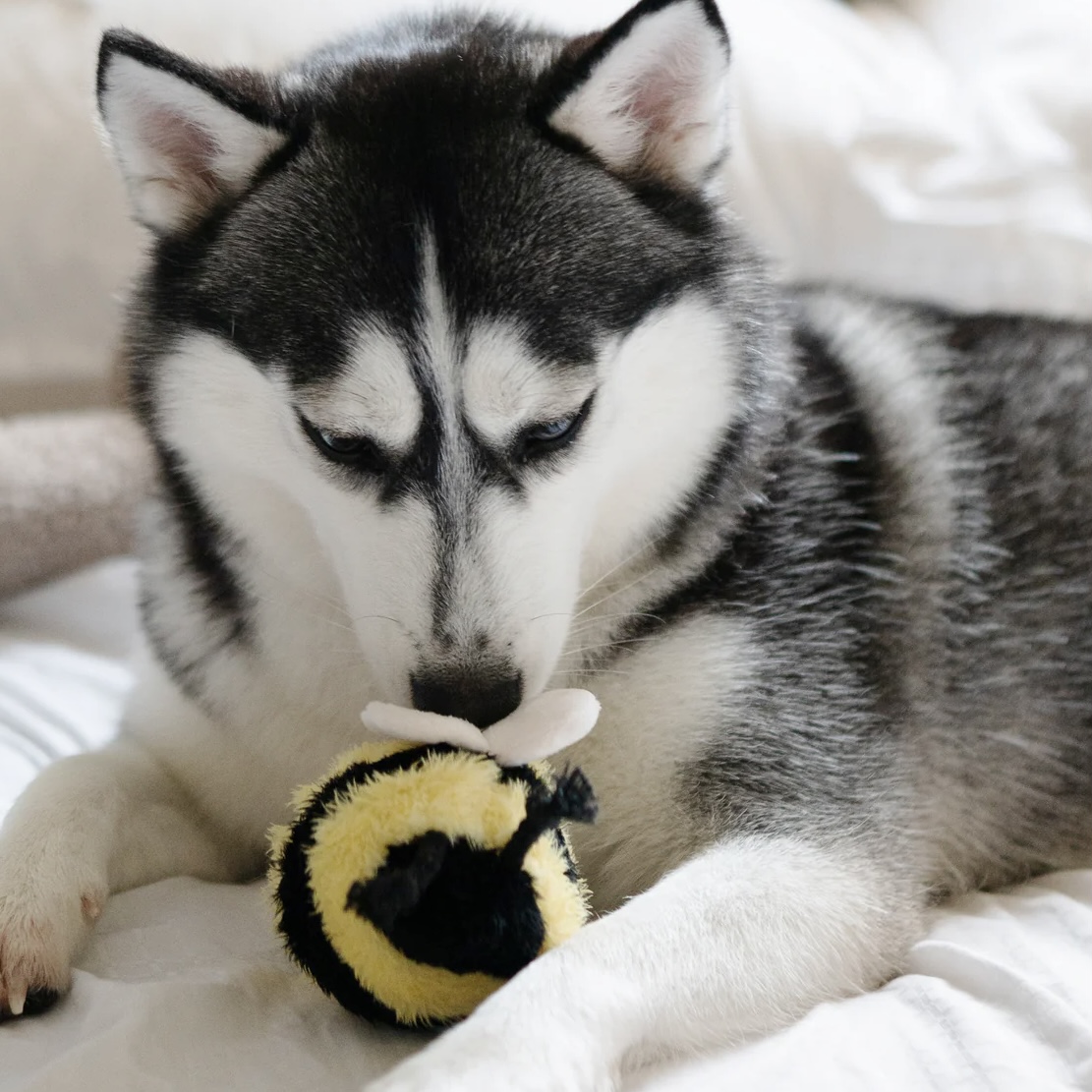 Lambwolf Interaktivní hračka pro psy včelka