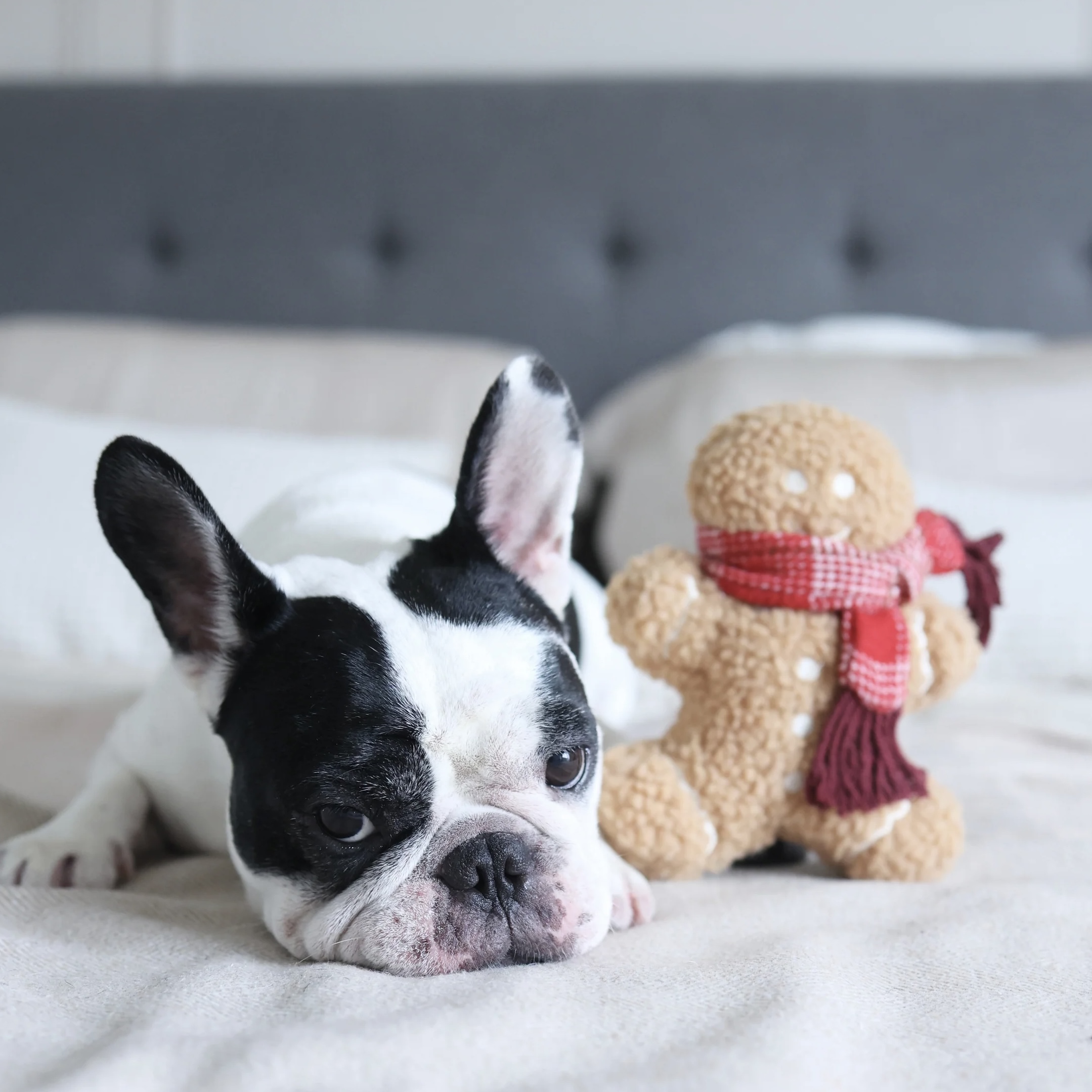 Lambwolf Hračka pro psy Mister Gingerbread