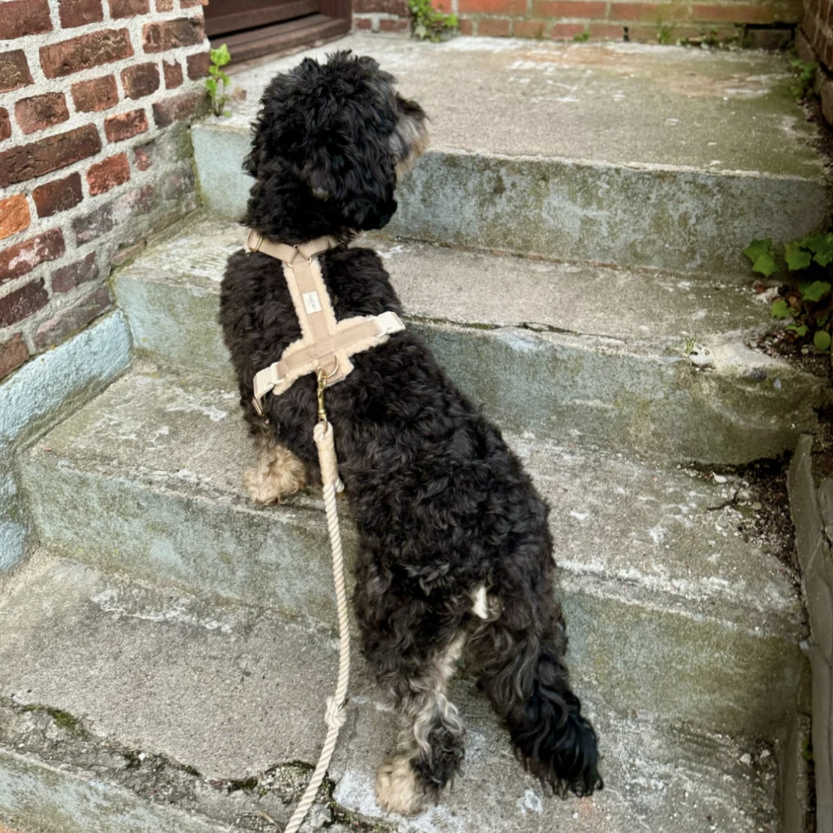Drew’s Dogwear Postroj pro psa Teddy béžový