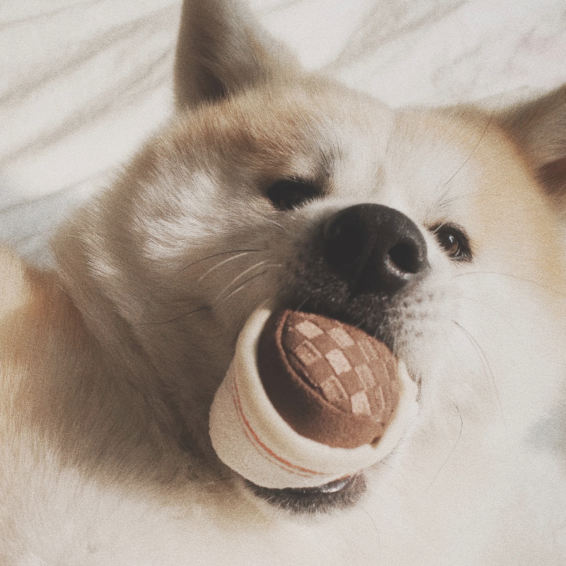 Lambwolf Interaktivní hračka pro psy Expresso Pop